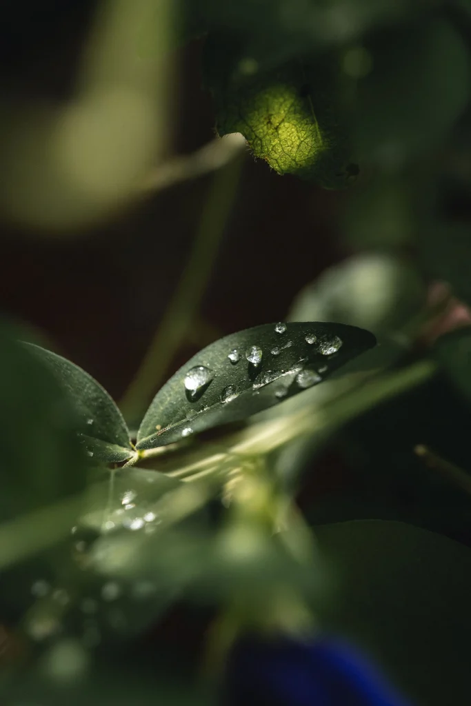 SHADE_Botanicals_-_Loose_Leaf_Tea_Blends_-_Moringa_Leaf_for_Moringa_Melody_Ingredients