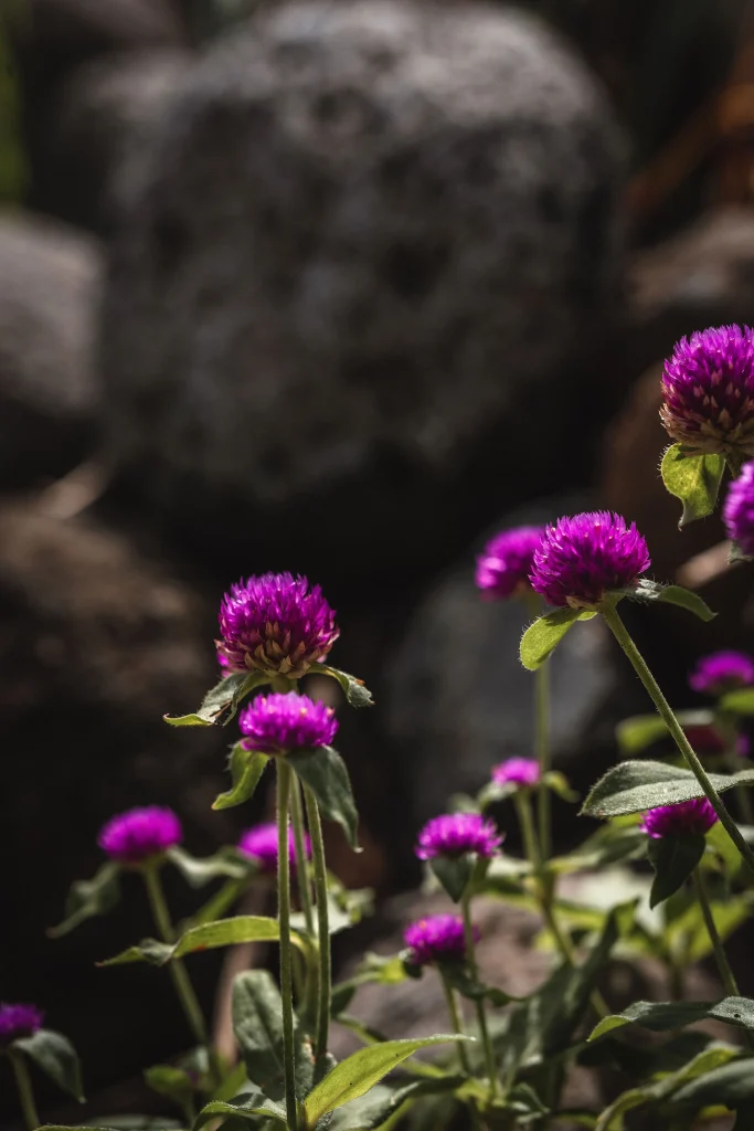 SHADE_Botanicals_-_Loose_Leaf_Tea_Blends_-_Globe_Amaranth_for_Moringa_Melody_Ingredients